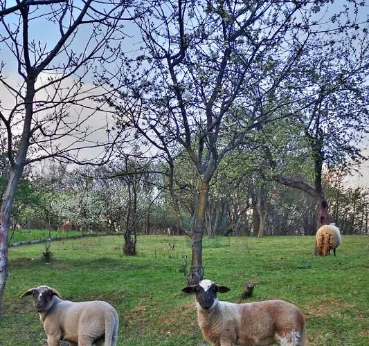 Semesterbostad Gabika *