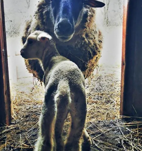 Semesterbostad Gabika Košice